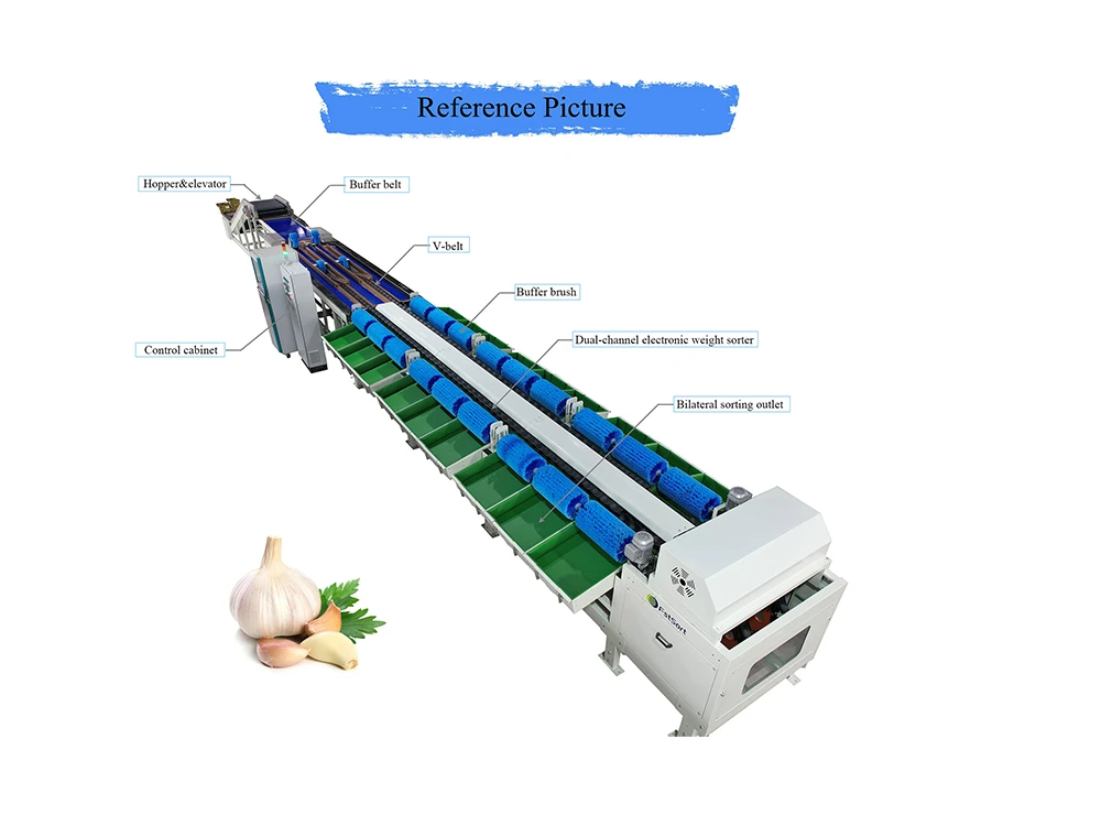 garlic sorter garlic sorter